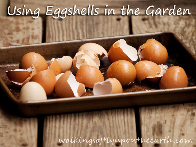 eggshells title image