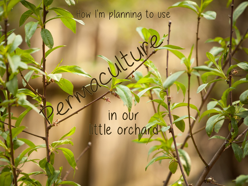 post header permaculture