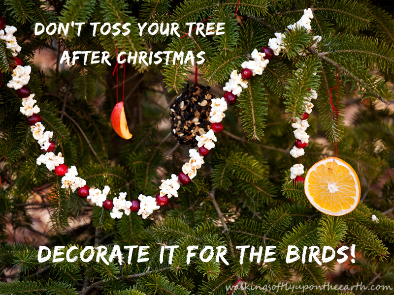 decorate your Christmas tree for the birds